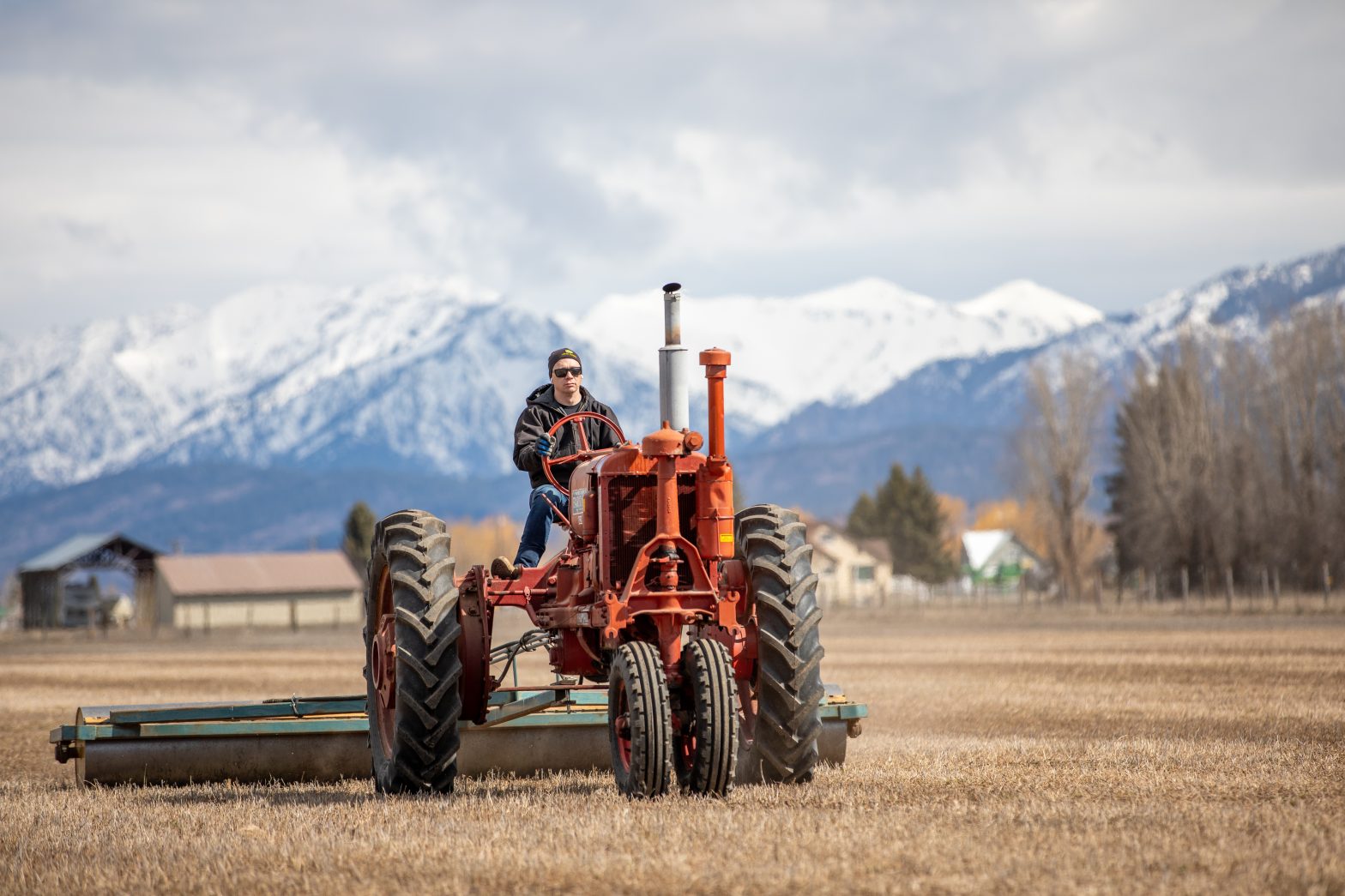 Rolling Alfalfa with the Farmall F-30 N